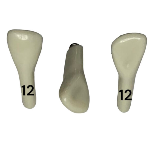 Tooth 12