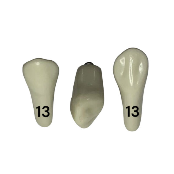 Tooth 13