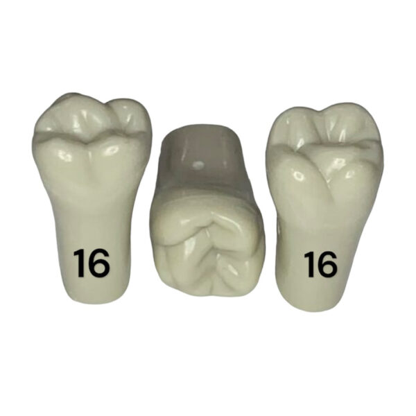 Tooth 16