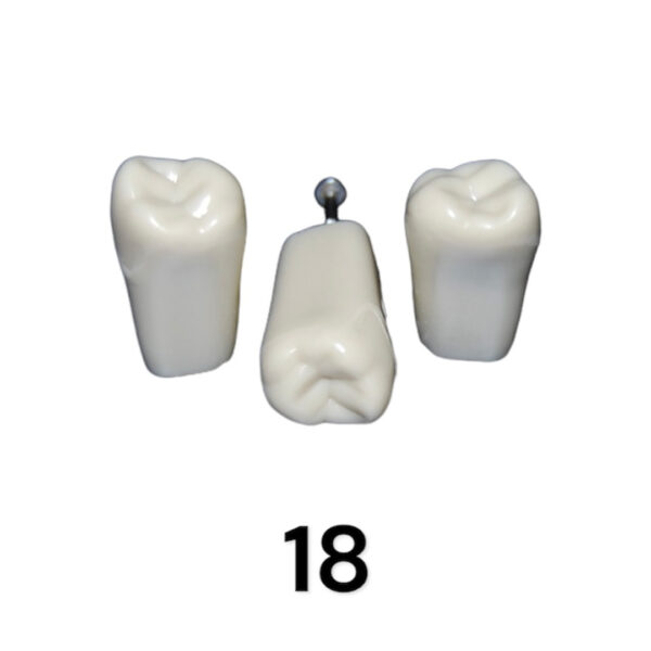 Tooth 18