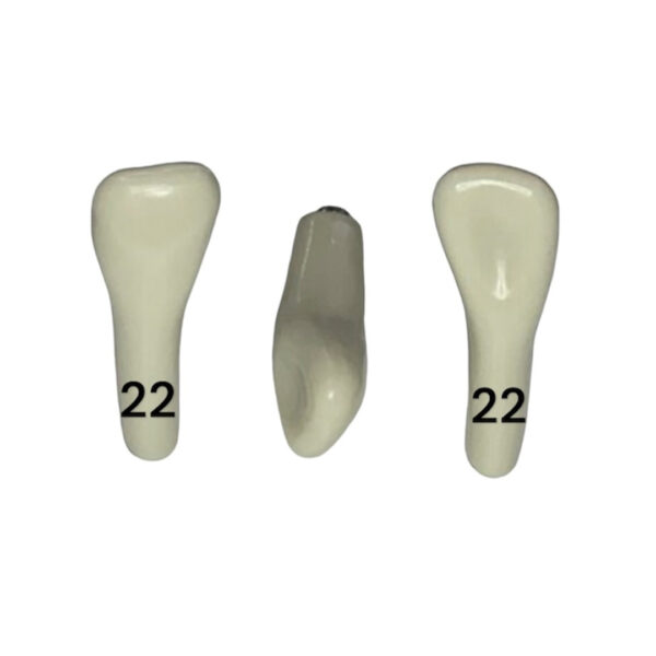 Tooth 22