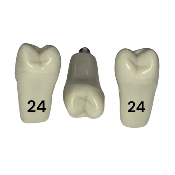 Tooth 24