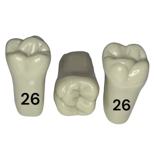 Tooth 26