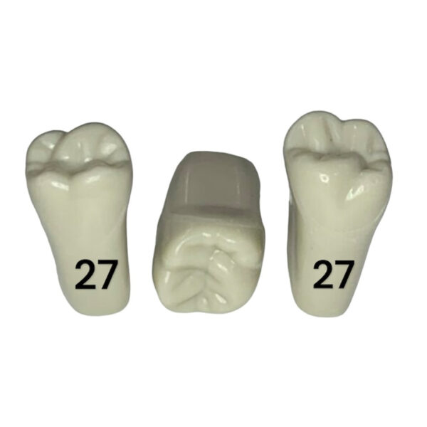 Tooth 27