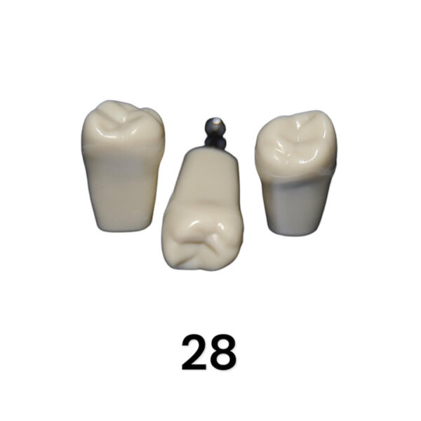 Tooth 28