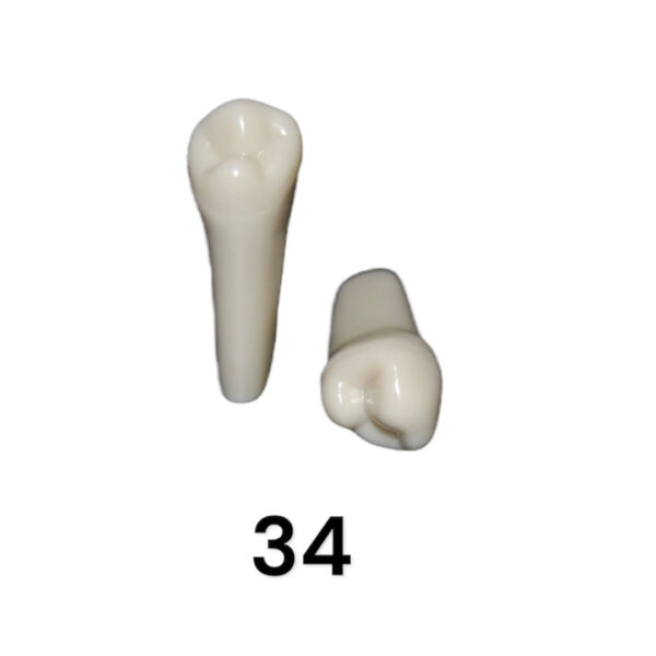 Tooth 34