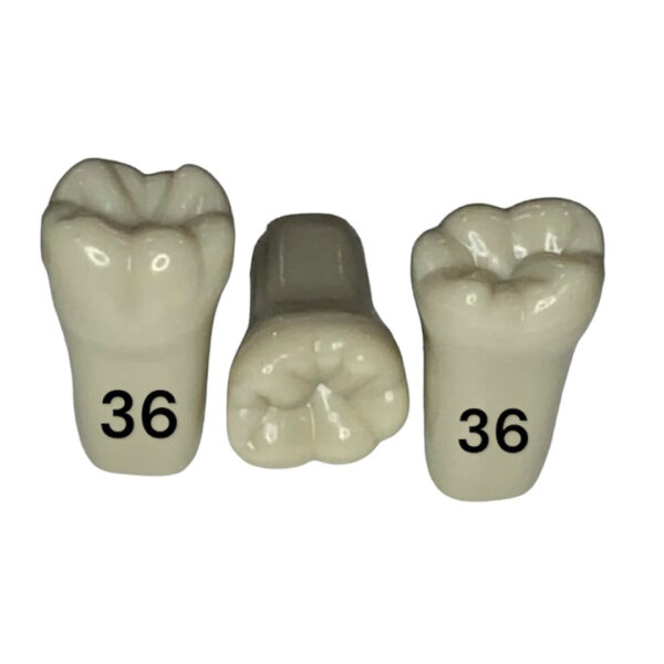 Tooth 36