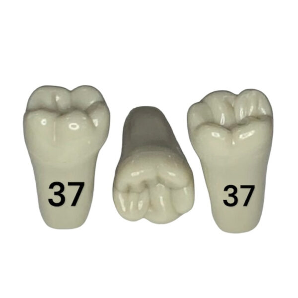 Tooth 37