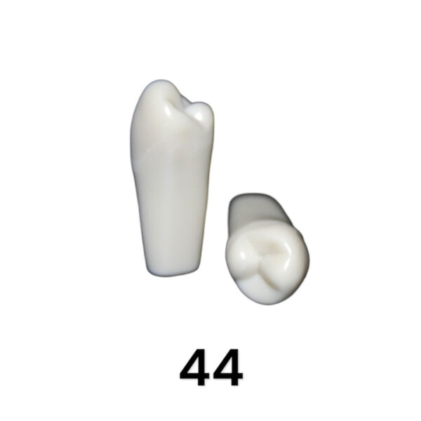 Tooth 44