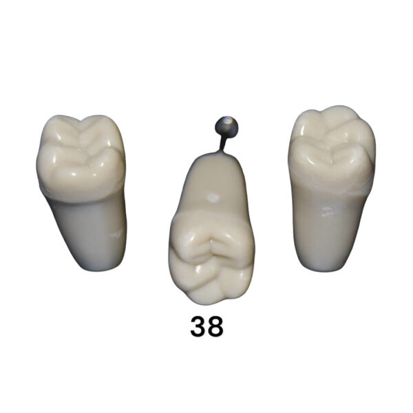 Tooth 38