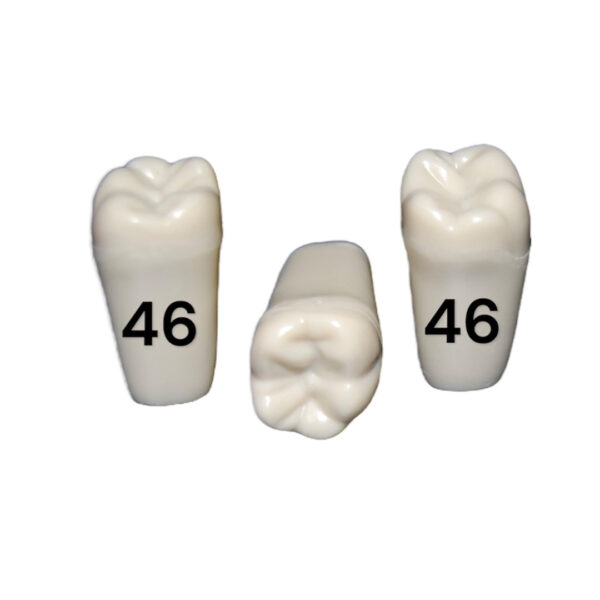 Tooth 46