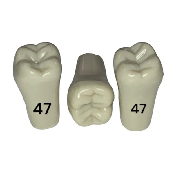 Tooth 47