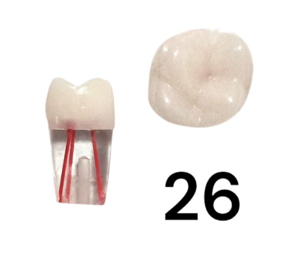 Endo Tooth 26