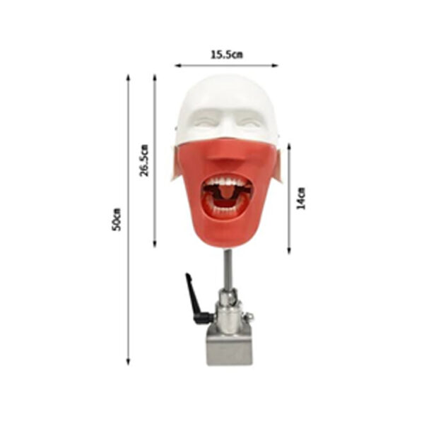 ADC Manikin - Image 4